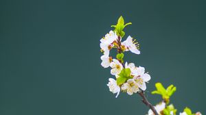 Preview wallpaper apple tree, flowers, petals, leaves, branch, macro