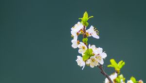 Preview wallpaper apple tree, flowers, petals, leaves, branch, macro