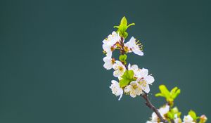 Preview wallpaper apple tree, flowers, petals, leaves, branch, macro