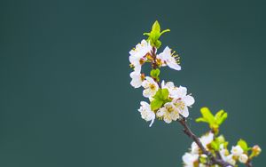 Preview wallpaper apple tree, flowers, petals, leaves, branch, macro