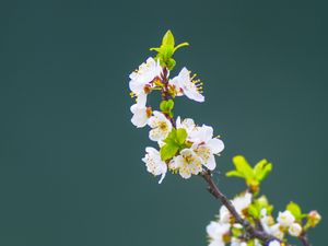 Preview wallpaper apple tree, flowers, petals, leaves, branch, macro