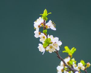 Preview wallpaper apple tree, flowers, petals, leaves, branch, macro