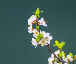 Preview wallpaper apple tree, flowers, petals, leaves, branch, macro