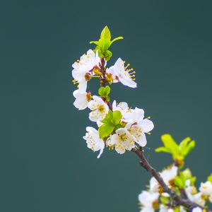 Preview wallpaper apple tree, flowers, petals, leaves, branch, macro