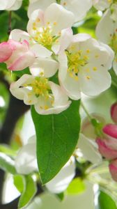 Preview wallpaper apple tree, flowers, petals, leaves