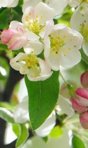 Preview wallpaper apple tree, flowers, petals, leaves