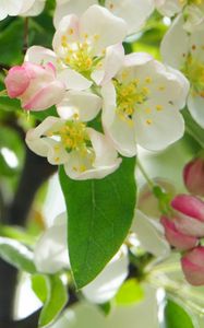 Preview wallpaper apple tree, flowers, petals, leaves