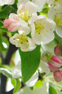 Preview wallpaper apple tree, flowers, petals, leaves