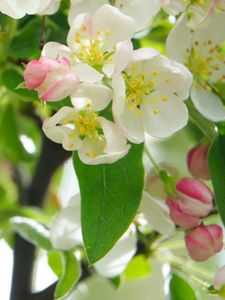 Preview wallpaper apple tree, flowers, petals, leaves