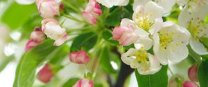 Preview wallpaper apple tree, flowers, petals, leaves