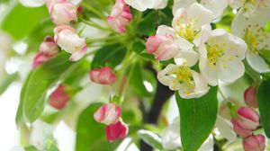 Preview wallpaper apple tree, flowers, petals, leaves