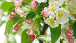 Preview wallpaper apple tree, flowers, petals, leaves