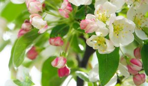 Preview wallpaper apple tree, flowers, petals, leaves