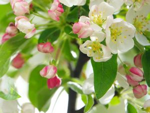 Preview wallpaper apple tree, flowers, petals, leaves