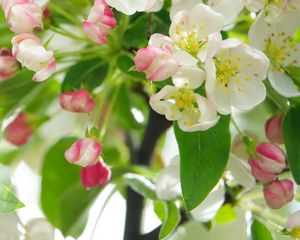 Preview wallpaper apple tree, flowers, petals, leaves