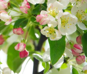 Preview wallpaper apple tree, flowers, petals, leaves