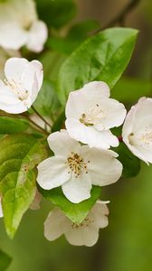 Preview wallpaper apple tree, flowers, petals, branch, leaves, white, green