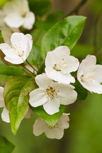 Preview wallpaper apple tree, flowers, petals, branch, leaves, white, green