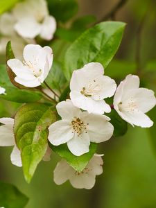 Preview wallpaper apple tree, flowers, petals, branch, leaves, white, green