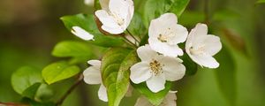 Preview wallpaper apple tree, flowers, petals, branch, leaves, white, green