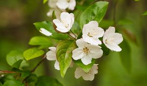 Preview wallpaper apple tree, flowers, petals, branch, leaves, white, green