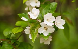 Preview wallpaper apple tree, flowers, petals, branch, leaves, white, green