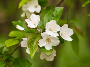 Preview wallpaper apple tree, flowers, petals, branch, leaves, white, green