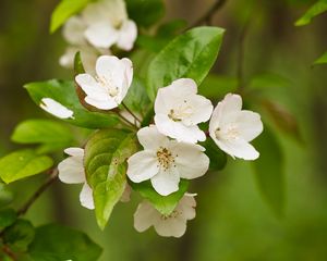 Preview wallpaper apple tree, flowers, petals, branch, leaves, white, green