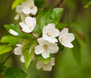 Preview wallpaper apple tree, flowers, petals, branch, leaves, white, green