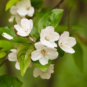 Preview wallpaper apple tree, flowers, petals, branch, leaves, white, green