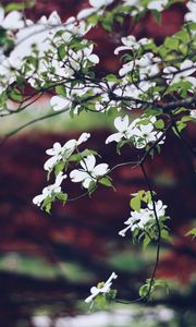 Preview wallpaper apple tree, flowers, petals, branches