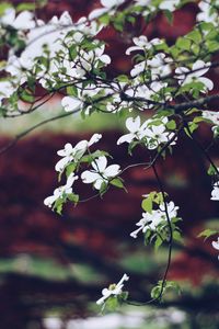 Preview wallpaper apple tree, flowers, petals, branches