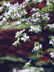 Preview wallpaper apple tree, flowers, petals, branches