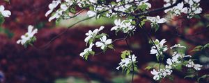 Preview wallpaper apple tree, flowers, petals, branches