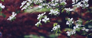 Preview wallpaper apple tree, flowers, petals, branches