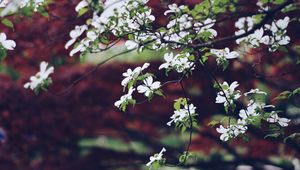 Preview wallpaper apple tree, flowers, petals, branches