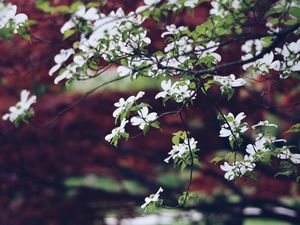 Preview wallpaper apple tree, flowers, petals, branches