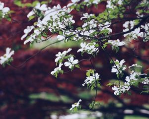 Preview wallpaper apple tree, flowers, petals, branches