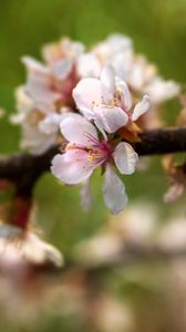 Preview wallpaper apple tree, flowers, petals, flowering, spring
