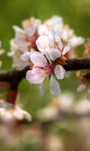 Preview wallpaper apple tree, flowers, petals, flowering, spring