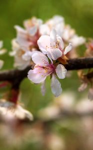 Preview wallpaper apple tree, flowers, petals, flowering, spring