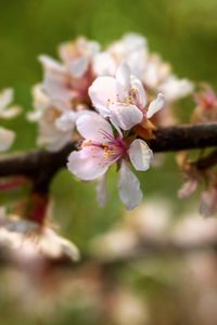 Preview wallpaper apple tree, flowers, petals, flowering, spring