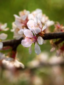 Preview wallpaper apple tree, flowers, petals, flowering, spring