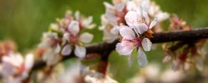 Preview wallpaper apple tree, flowers, petals, flowering, spring