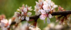 Preview wallpaper apple tree, flowers, petals, flowering, spring