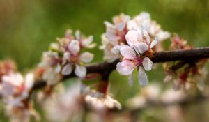 Preview wallpaper apple tree, flowers, petals, flowering, spring