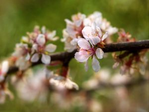 Preview wallpaper apple tree, flowers, petals, flowering, spring