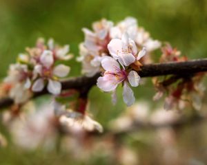 Preview wallpaper apple tree, flowers, petals, flowering, spring