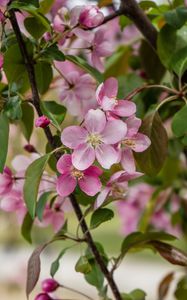 Preview wallpaper apple tree, flowers, petals, leaves, blur