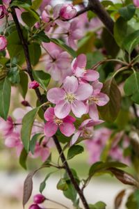 Preview wallpaper apple tree, flowers, petals, leaves, blur